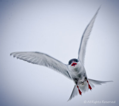 Agitated Arctic Tern