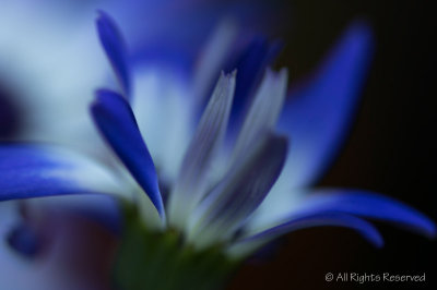 Blue Blur