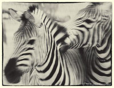 Zealous Zebras