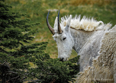 Munching Mountain Goat
