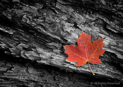 Maple Leaf Still Life