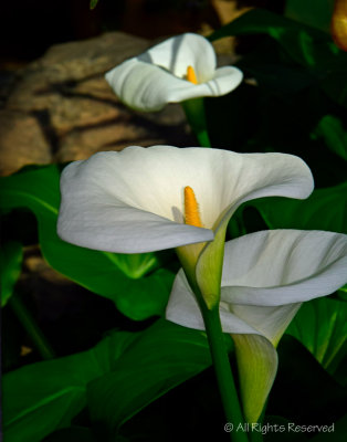 Canna Lillies