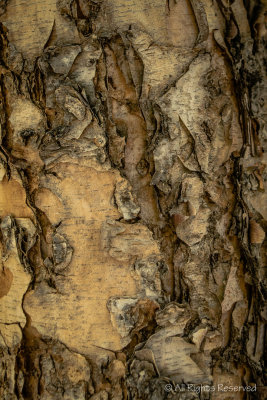 Tree Bark