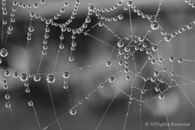 Fog Web