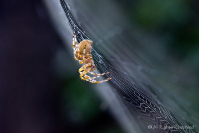 Web Master