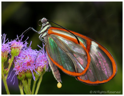 Butterfly Discard