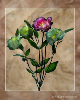 Dahlia and Lisianthus