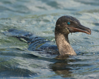 Jewel of the Sea