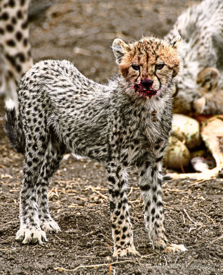 Messy Face Cheetah Cub