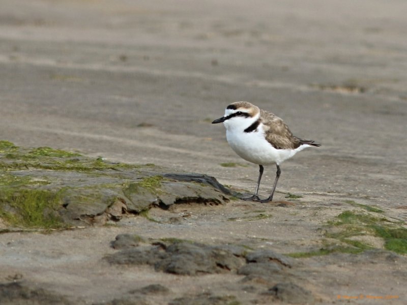 Hvidbrystet Præstekrave (Charadrius alexandrinus)