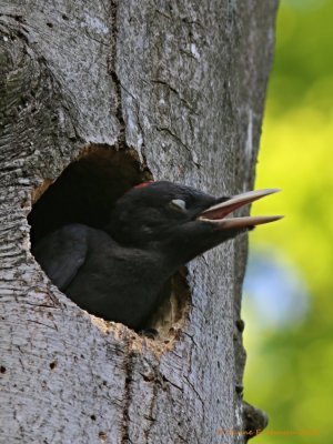 Sortspætte (Dryocopus martius)