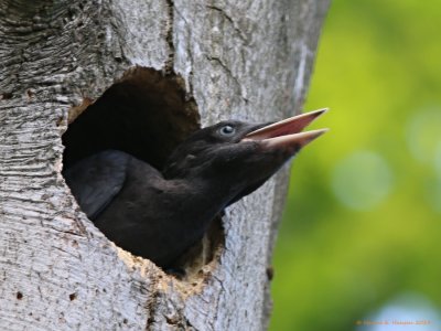 Sortspætte (Dryocopus martius)