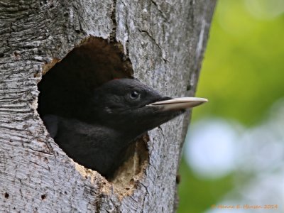 Sortspætte (Dryocopus martius)
