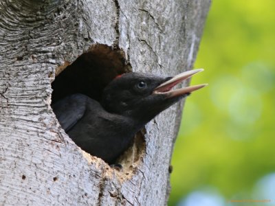 Sortspætte (Dryocopus martius)