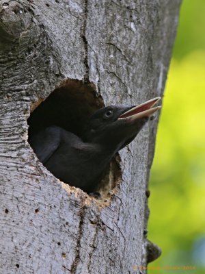 Sortspætte (Dryocopus martius)