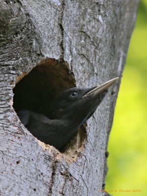Sortspætte (Dryocopus martius)