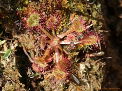 Rundbladet Soldug (Drosera rotundifolia)