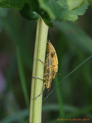 Gul Snudebille (Lixus iridis)