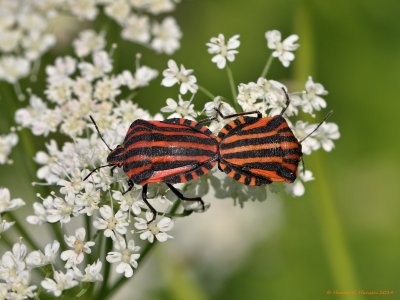 Parring (Mating)