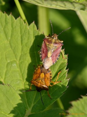 Almindelig Bærtæge (Dolycoris baccarum)
