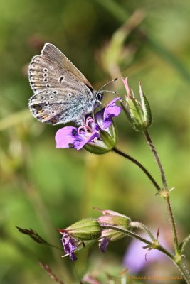 Brun Blfugl (Aricia eumedon)