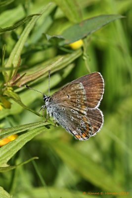 Brun Blåfugl (Aricia eumedon)