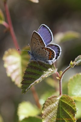 Foranderlig Blåfugl (Plebejus idas)
