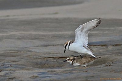 Hvidbrystet Præstekrave (Charadrius alexandrinus)
