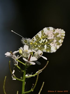 Aurora (Anthocharis cardamines)