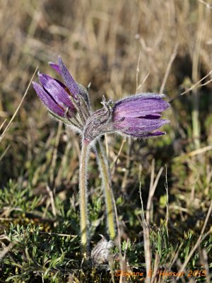 Pasqueflower (Pulsatilla vulgaris)