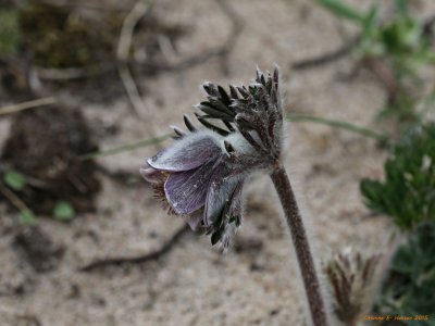 Nikkende Kobjælde (Pulsatilla pratensis) 