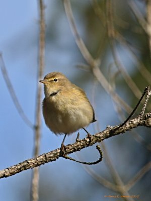 Gransanger (Phylloscopus collybita)