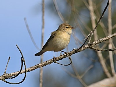 Gransanger (Phylloscopus collybita)