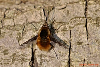 Stor Humleflue (Bombylius major)