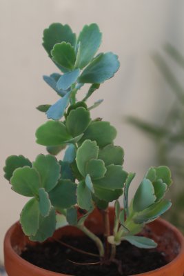 Plant 6