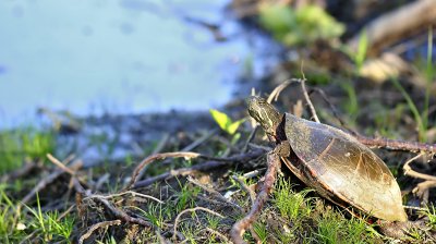 Painted turtle