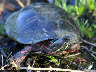 Painted turtle