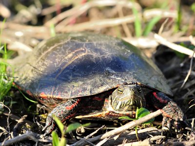 Painted turtle