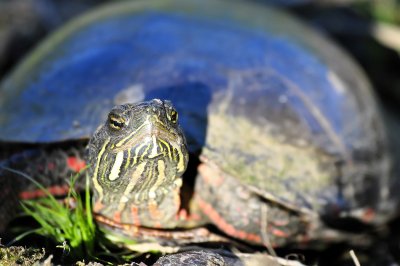 Painted turtle