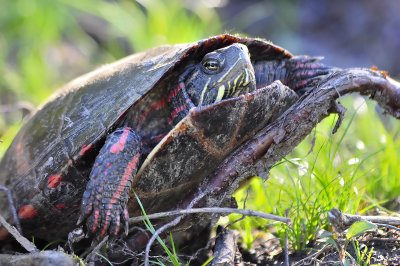Painted turtle