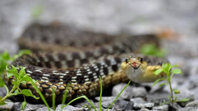 Garter snake