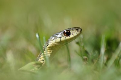 Garter snake