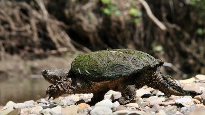 Snapping turtle