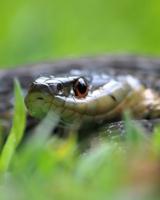 Garter snake