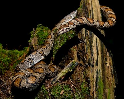 Milk snake