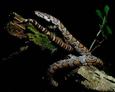 Milk snake