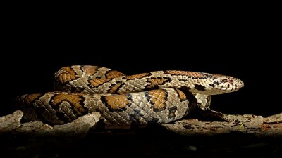 Milk snake
