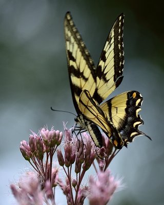 g9/15/978415/3/161029871.sX1oQBJn.jpg