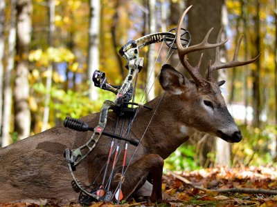 10-15-15 Archery buck