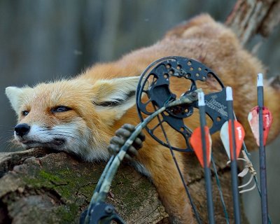 11-3-15 archery red fox